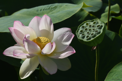 fleur-de-Lotus