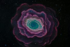 nebuleuse lyre fleur