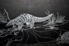 Pangolin