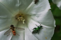 Liseron et trio d'insecte