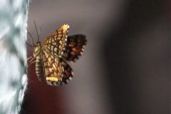 Papillon, Nuage de lumière 2