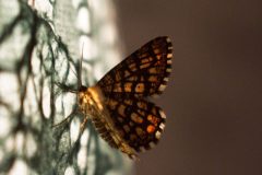 Papillon, Nuage de lumière 3