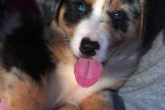 chiot berger australien