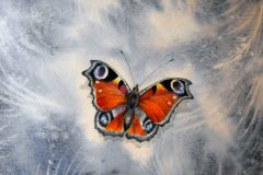 Paon-de-jour-Hivernal