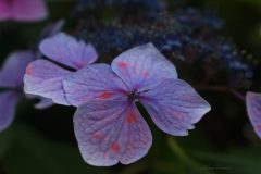 Fleur d'hortensia