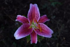 Lys de la nuit