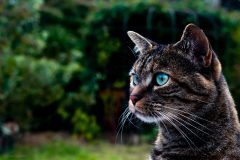 Marja profil