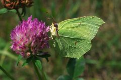 Papillon citron acide