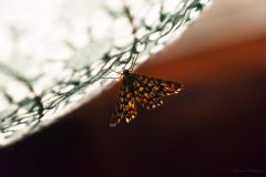 Papillon, nuage de lumière 1