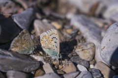 papillons azurés